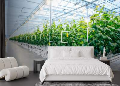 Green crop in modern greenhouse Wall mural