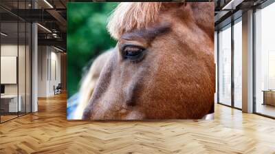 horse detail, head and eye Wall mural