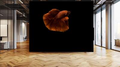 Halfmoon Siamese fighting fish with bright red color in a glass tank against a black background, taken in a studio. Wall mural