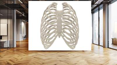 Female Ribcage Skeleton on white. Front view. 3D illustration Wall mural