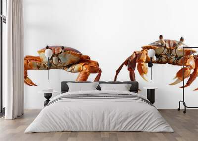 A fast crab by the rocks lifeless shell on the beach in Samui Thailand transparent background Wall mural