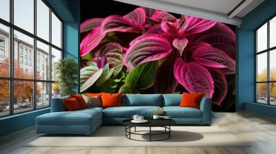 A plant with pink and green leaves Wall mural