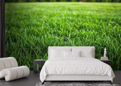 Close up of fresh green grass on a lawn Wall mural