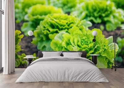 Field vegetable lettuce fresh organic farm. Close up hydroponic vegetable plantation green salad cultivate farm. Green oak lettuce salad in green Farm. Salad farm vegetable green oak lettuce field Wall mural