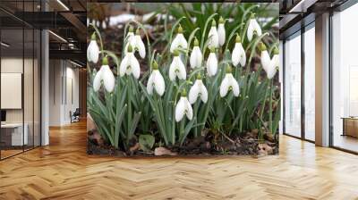 First signs of spring the appearance of white snowdrops in the garden despite the frost Wall mural