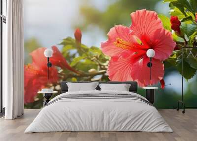 Gorgeous hibiscus flower on a tree in natural daylight Wall mural