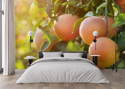 Grapefruit Ripe Grape Fruits On A Tree Wall mural