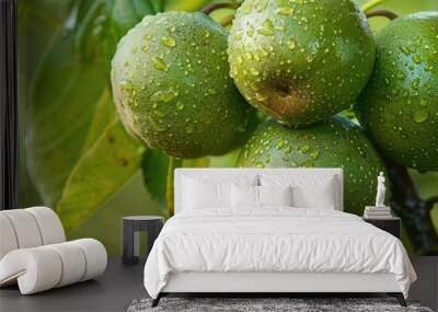 Green Walnuts On A Tree Branch Closeup Wall mural