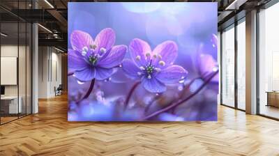 Macro photography of Hepatica nobilis blooms in blue spring with a soft background and bokeh effect. Wall mural