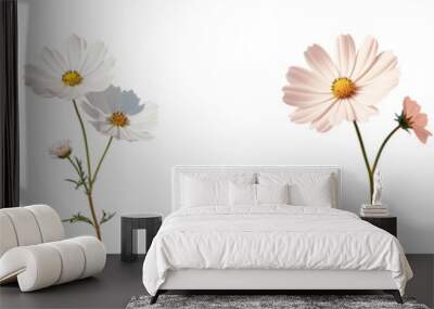 Mexican Aster a solitary white flower contrasts against a transparent background Wall mural