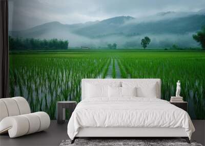 Rice Field Appears Lovely in the Rainy Season Wall mural