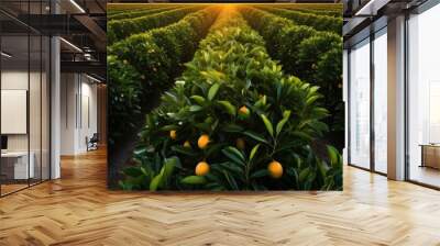 Sunset aerial views of orange tree rows in a plantation With copyspace for text Wall mural