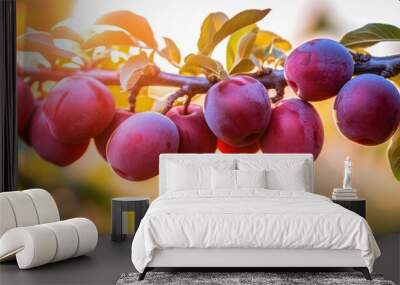 Sunset brings out the beauty of a ripe plum tree filled with organic fruits With copyspace for text Wall mural