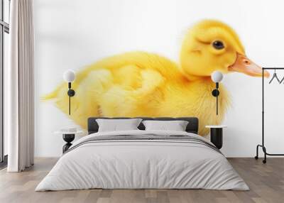 Yellow duck isolated on white background Wall mural