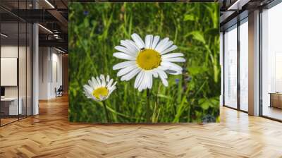 A white and yellow Shasta daisy with another in the soft-focused background Wall mural