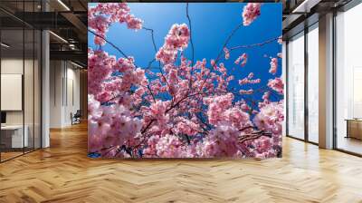 Beautiful cherry blossoms blooming with pink flowers Wall mural