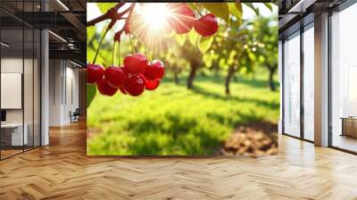 A view of a cherry orchard with juicy fresh ripe cherries on the trees. Fruit cherry orchard, farming and entrepreneurship, harvest, banner. Wall mural