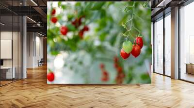 Best Heirloom Roma Tomato Varieties. Red ripe tomatoes fruits grow in garden. Natural Cherry plum Tomatoes and green leaves on plant. Wall mural