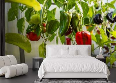 Big ripe sweet bell peppers vegetables, paprika plants growing in glass greenhouse, bio farming. Wall mural