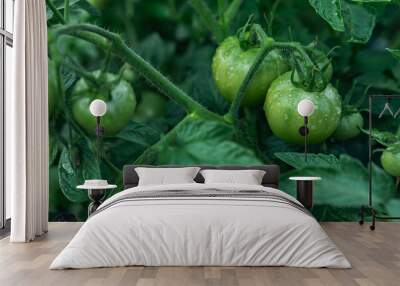 Green unripe tomato on a branch, natural homemade wholesome vegetables, vegan and vegetarian food, growing vegetables in the garden. Tomatoes ripening in the greenhouse. Wall mural