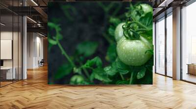 Green unripe tomato on a branch, natural homemade wholesome vegetables, vegan and vegetarian food, growing vegetables in the garden. Tomatoes ripening in the greenhouse. Wall mural