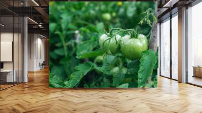 Green unripe tomato on a branch, natural homemade wholesome vegetables, vegan and vegetarian food, growing vegetables in the garden. Tomatoes ripening in the greenhouse. Wall mural