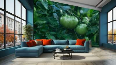 Green unripe tomato on a branch, natural homemade wholesome vegetables, vegan and vegetarian food, growing vegetables in the garden. Tomatoes ripening in the greenhouse. Wall mural