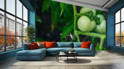 Green unripe tomato on a branch, natural homemade wholesome vegetables, vegan and vegetarian food, growing vegetables in the garden. Tomatoes ripening in the greenhouse. Wall mural