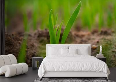 sprouts of young barley or wheat that have just sprouted in the soil, dawn over a field with crops. Wall mural