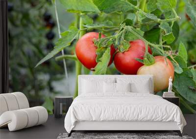 Tomato growing on branch. It is a special variety that stands out for its uniqueness and taste. The fruit has beautiful red and yellow patterns. Organic farming, tomato plants growth. Wall mural