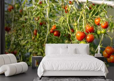 Tomato growing on branch. It is a special variety that stands out for its uniqueness and taste. The fruit has beautiful red and yellow patterns. Organic farming, tomato plants growth. Wall mural