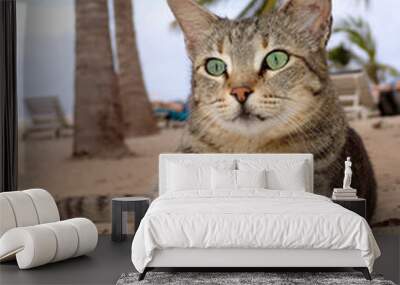 cat laying on the beach with palms Wall mural