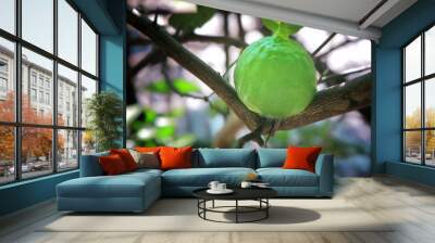 Green tangerine Wall mural