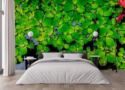 beautiful and amazing green water plant Wall mural