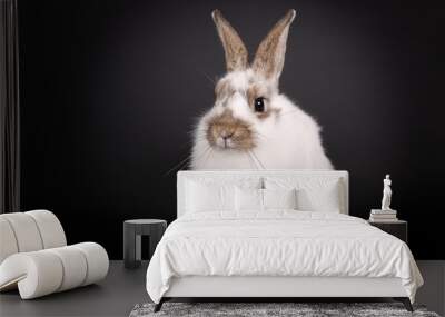 White bunny in front of a black background Wall mural