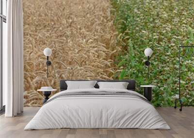 Two fields with agricultural plants  Wall mural