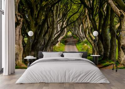 Amazing Dark Hedges in Northern Ireland - travel photography Wall mural