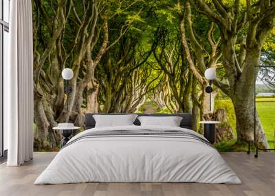 The Dark Hedges - a famous location in Northern Ireland - travel photography Wall mural