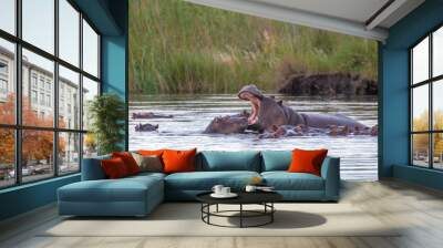 A group of Hippopotamus in the water of the Kwando River at the Bwabwata Nationalpark at Namibia Wall mural