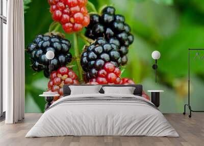 Reifende Brombeeren Wall mural