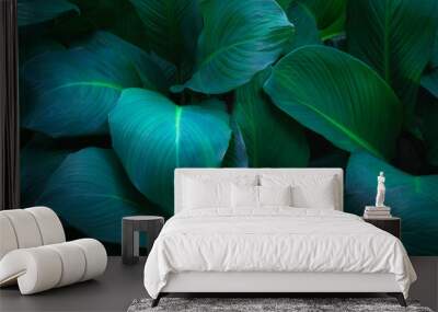 top view exotic fresh green leave texture tropical plant of spathiphyllum cannifolium in soft blue light dark background.idea for leaf botanical wallpaper desktop,foliage backdrop  cover design. Wall mural