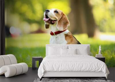 Beagle dog sitting on the grass in park Wall mural