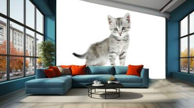 Beautiful cat isolated on white background Wall mural