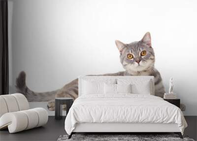 Beautiful cat lying on white background Wall mural