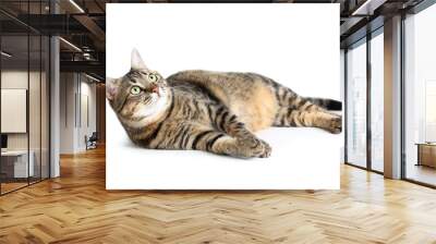 Beautiful cat lying on white background Wall mural