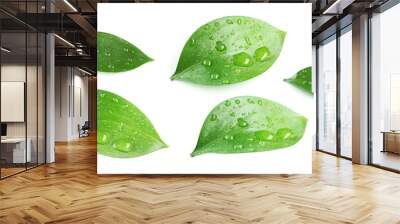 Beautiful green leave isolated on white Wall mural