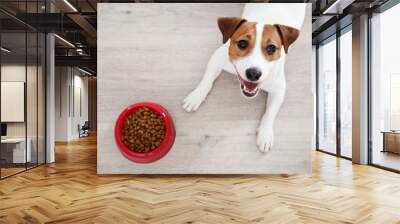 Beautiful Jack Russell Terrier dog with dry food in bowl Wall mural