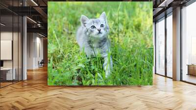 Beautiful little cat in green grass, outdoors Wall mural