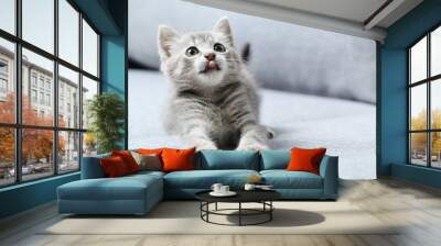 beautiful little cat on a grey sofa Wall mural