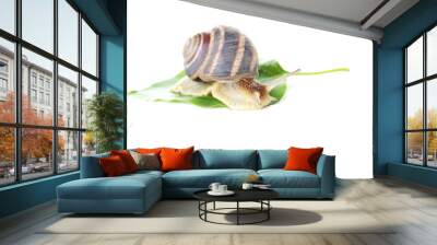 Brown snail on green leaf on a white background Wall mural